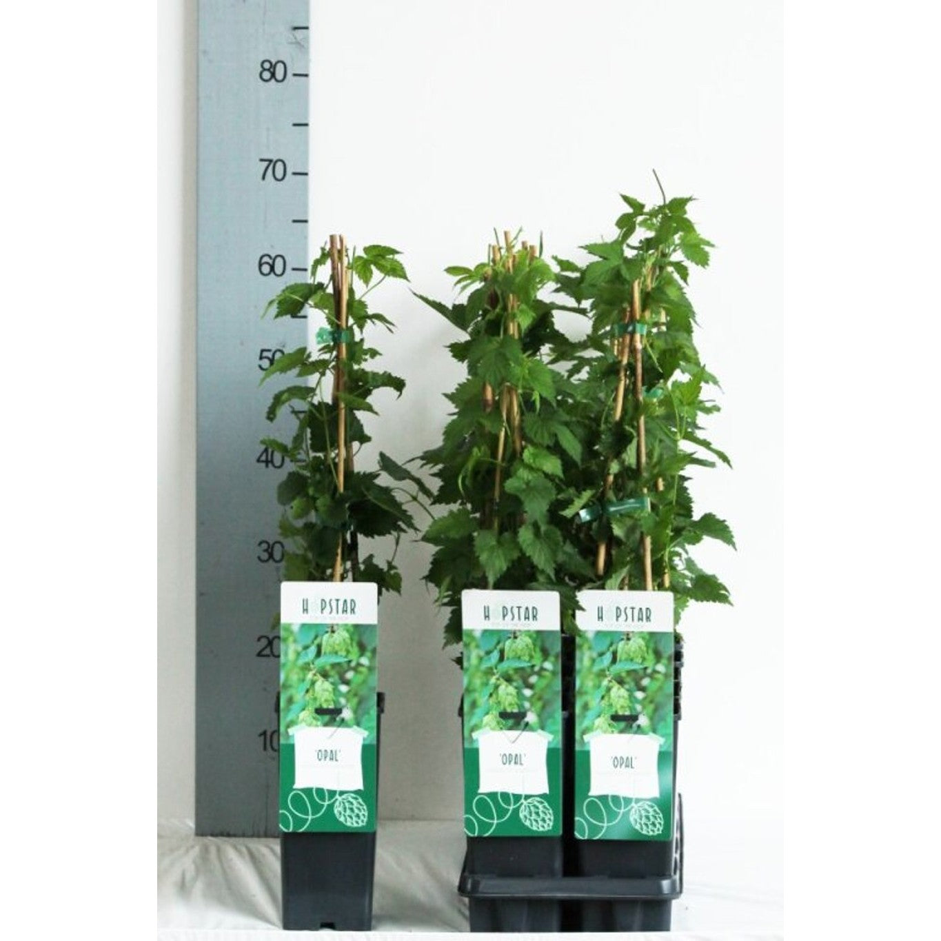 Humle – Humulus lupulus 'Opal' - C2 50-60 CM 3 Stick